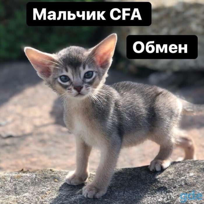 котята абиссины CFA, фотография 3