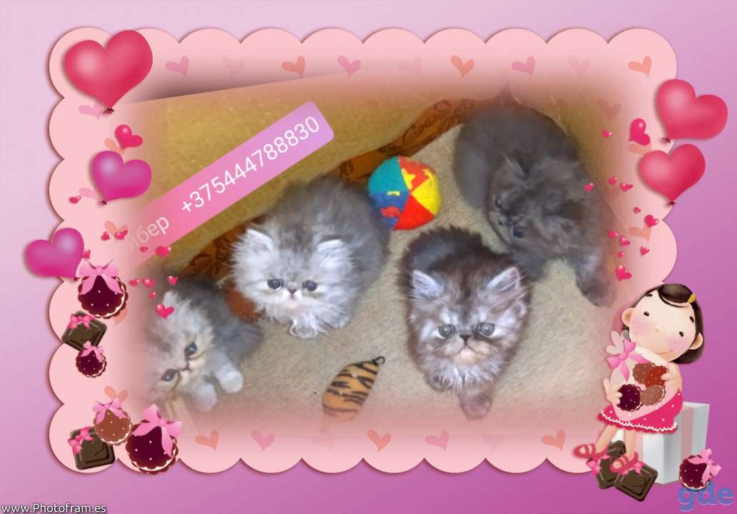Персидские котята экстремального типа чистокровные персы., фотография 2