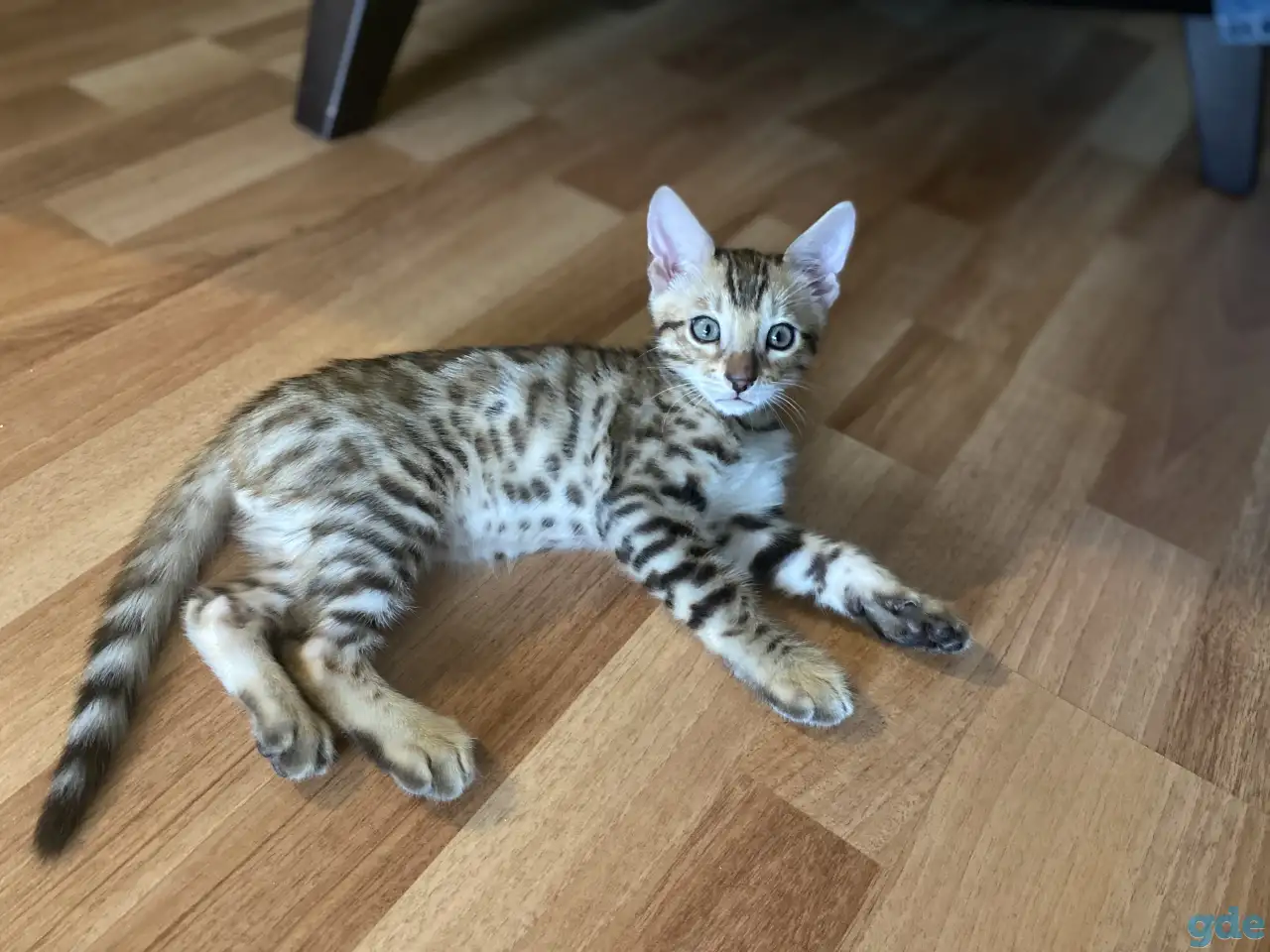 Продам котят бенгальской породы, фотография 2