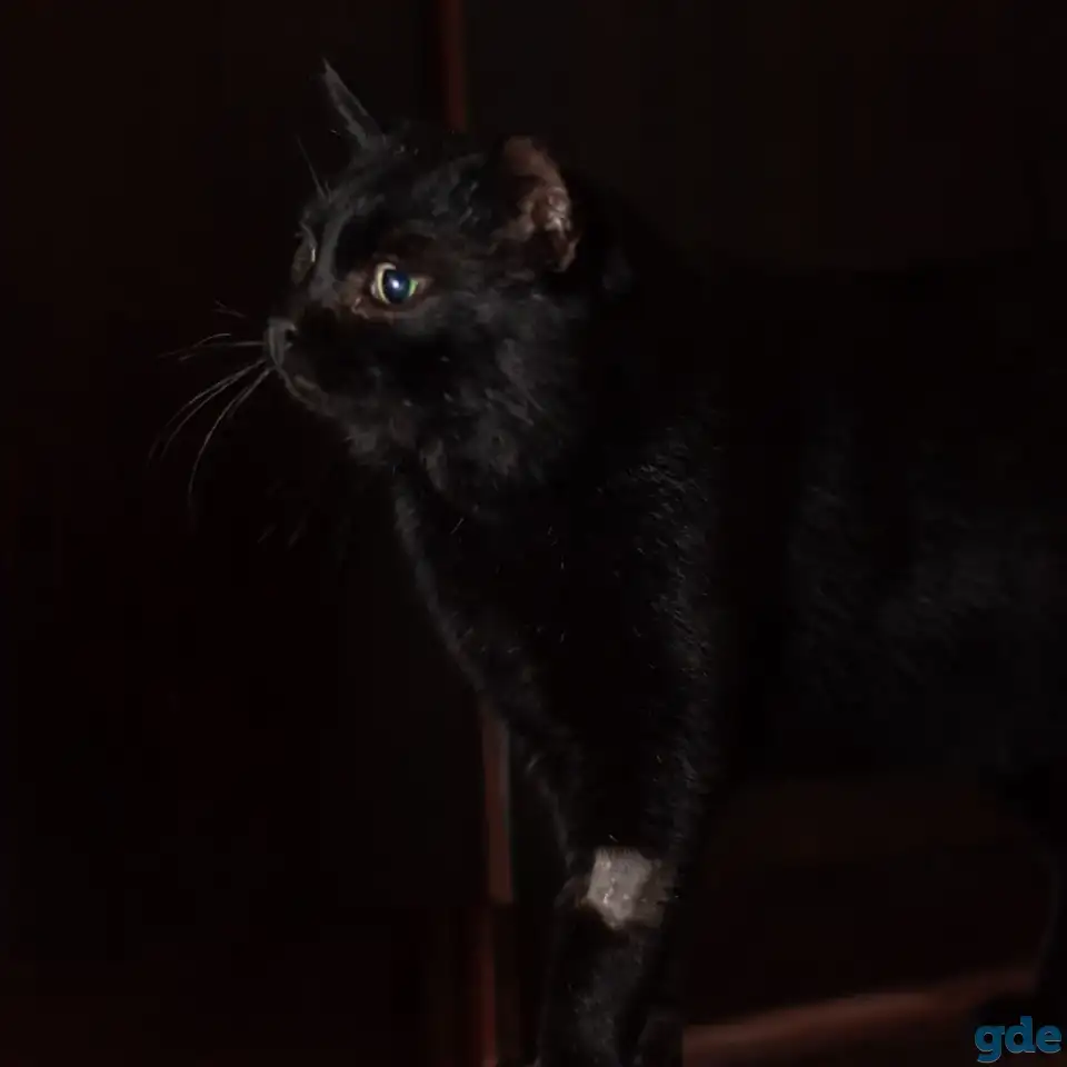 Шикарный котик в добрые руки, фотография 2