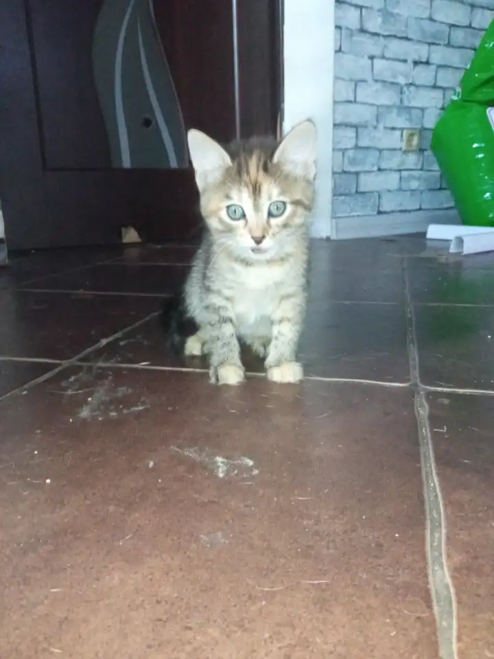 Котята в хорошие руки, фотография 1