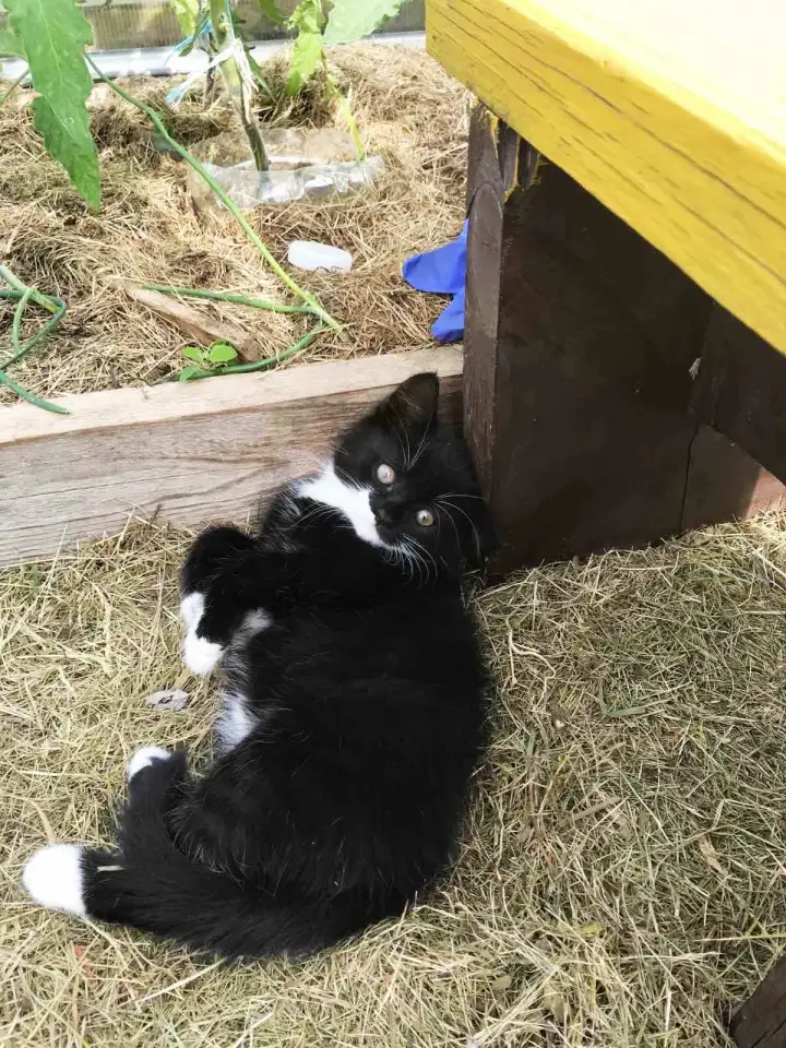 Котята в добрые руки, фотография 9
