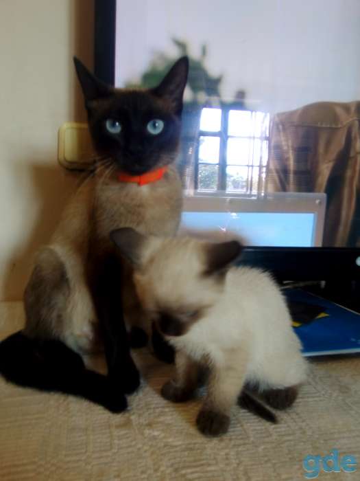 Тайские котята, фотография 2