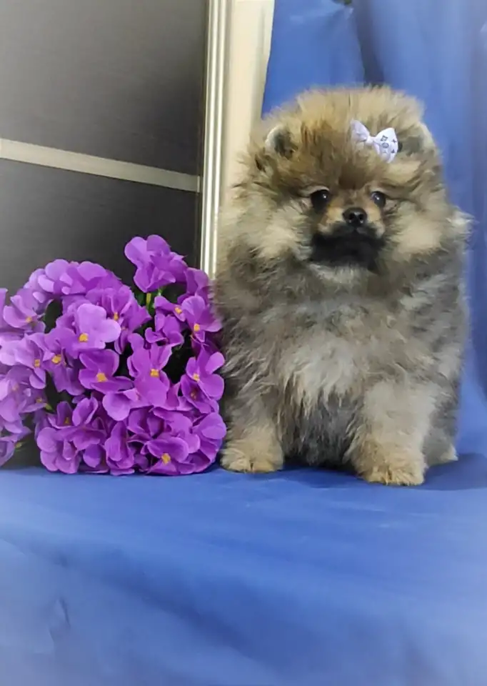 Померанский миниатюрный шпиц щенки. Разноцветные мишки., фотография 1