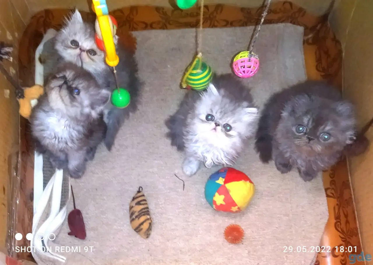 Персидские котята Экстремального типа чистокровные. Персы., фотография 3