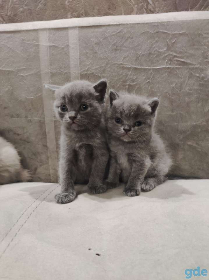 Британские котята, фотография 3