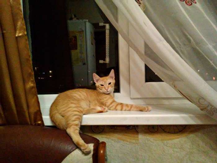 Котёнок Стефан в дар, фотография 1