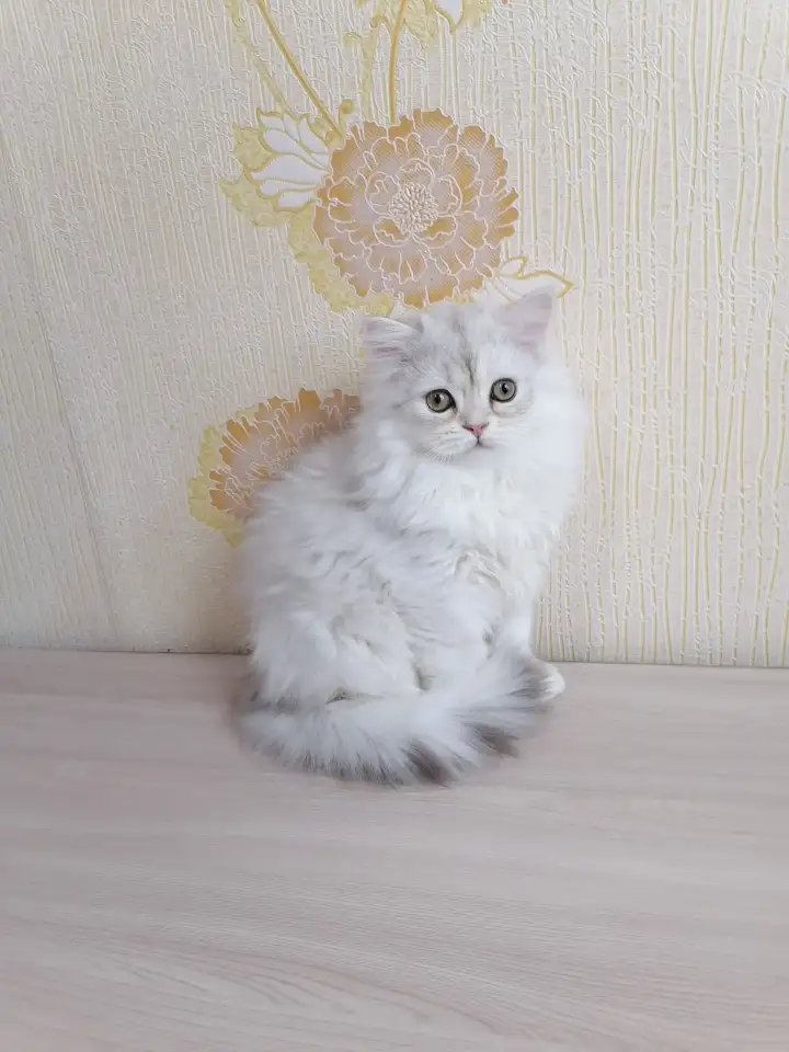 Британский котёнок, фотография 1