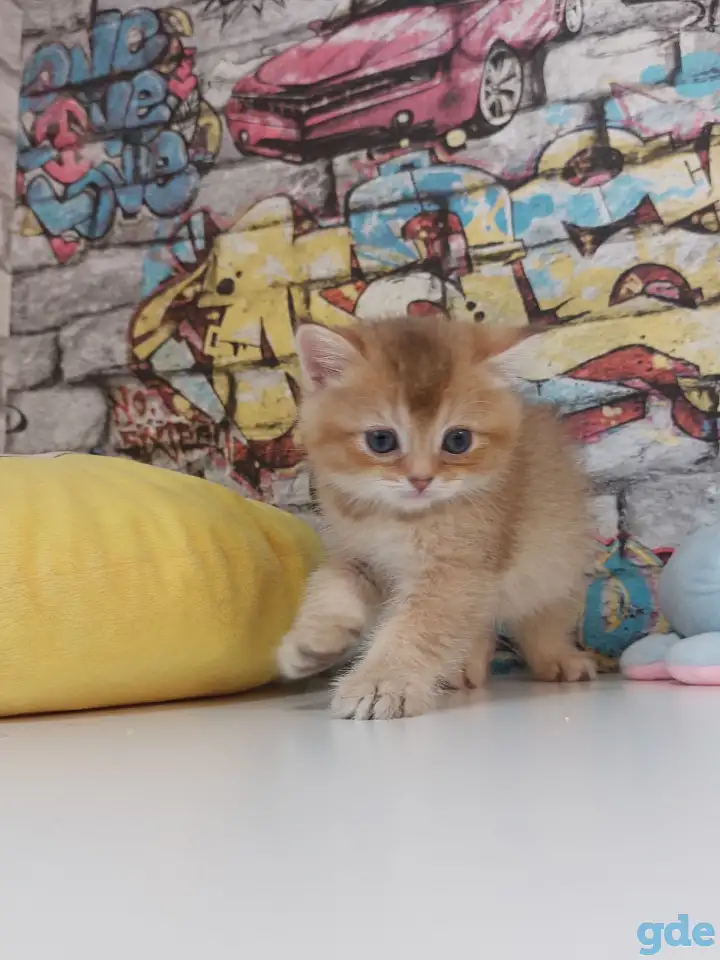 Шотландские котятя, фотография 5