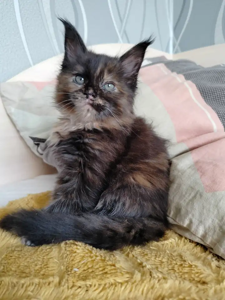 Мейн кун котята, фотография 6
