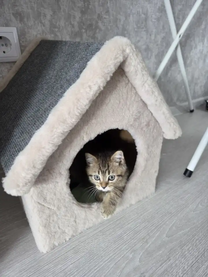 Котенок, фотография 4