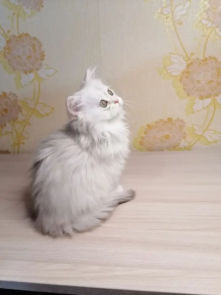 Британская кошечка, фотография 5