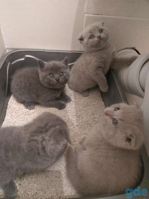 Шотландские котята, фотография 1