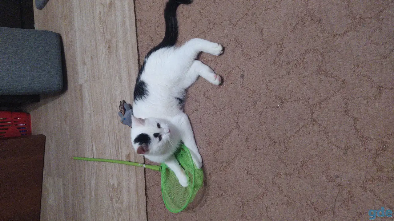 Котенок, фотография 3