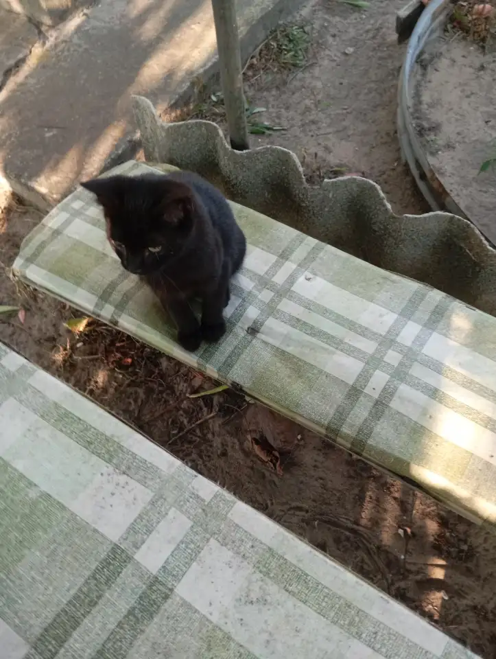 Котенок в дар, фотография 4