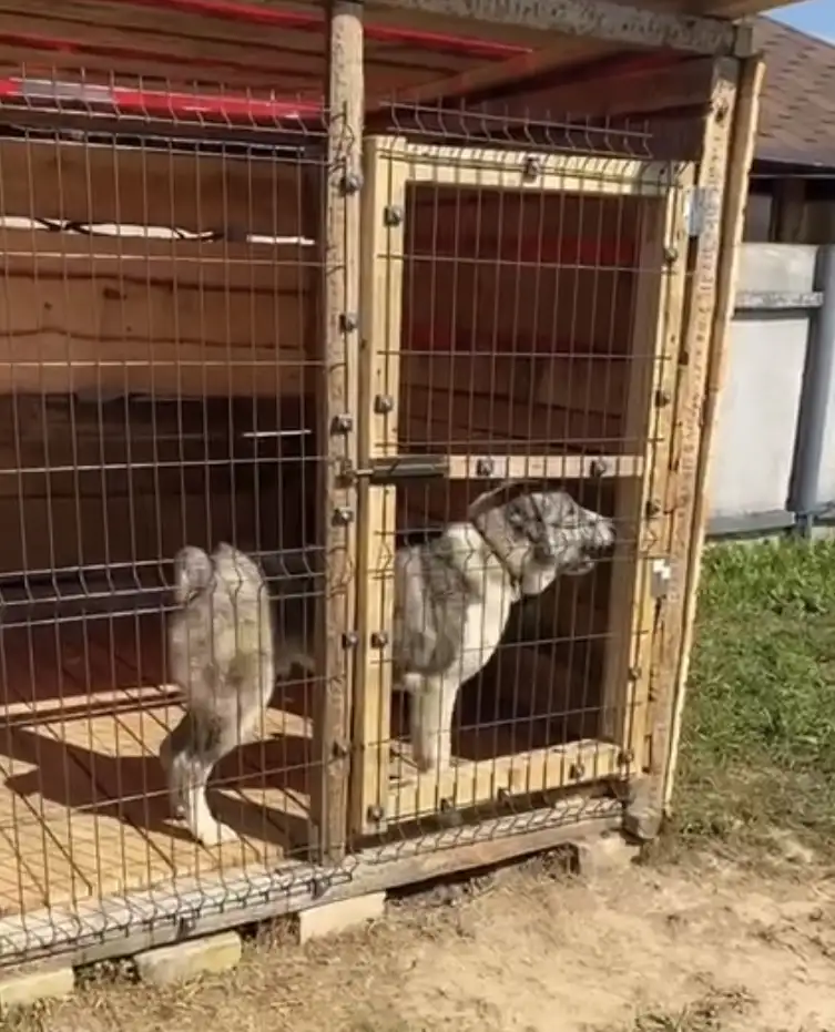 отдам в надежные руки, фотография 2