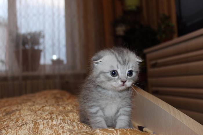 Шотландские котята, фотография 1