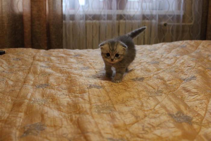 Шотландские котята, фотография 2