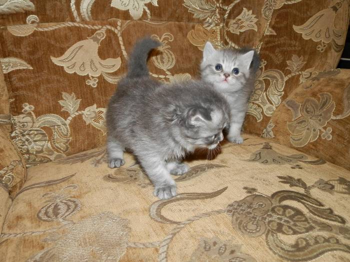 Шотландские котята, фотография 3