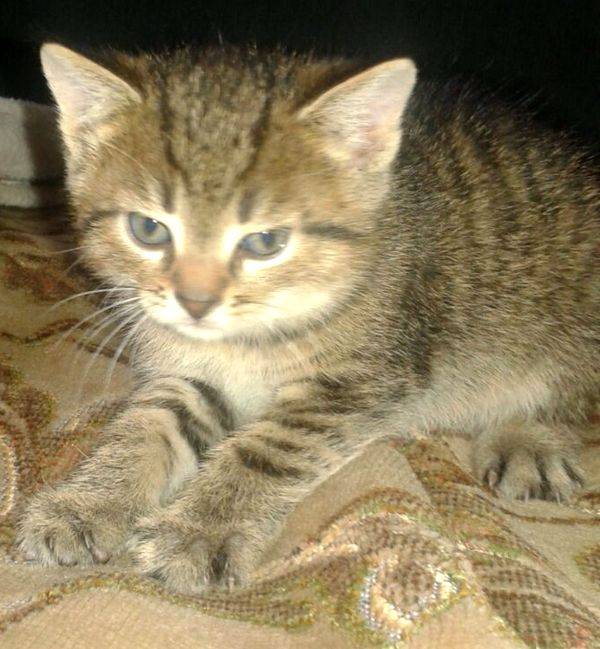 Котята  вдар, фотография 1