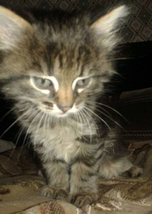 Котята  вдар, фотография 2