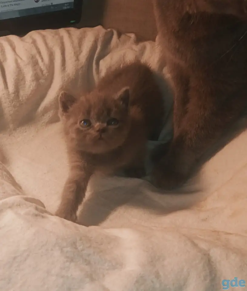 Продам британских котят, фотография 6