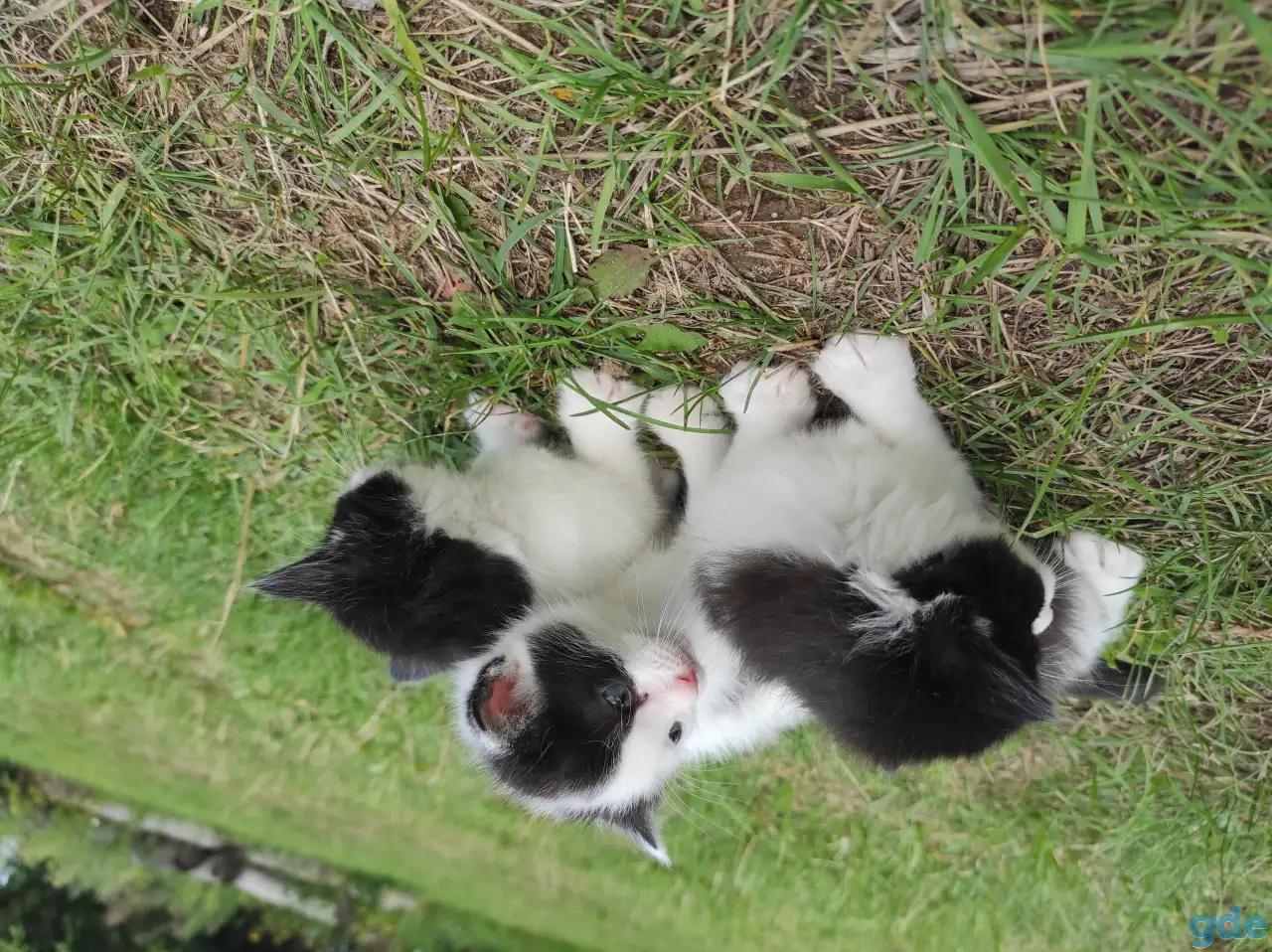 Котята (3 недели), фотография 9