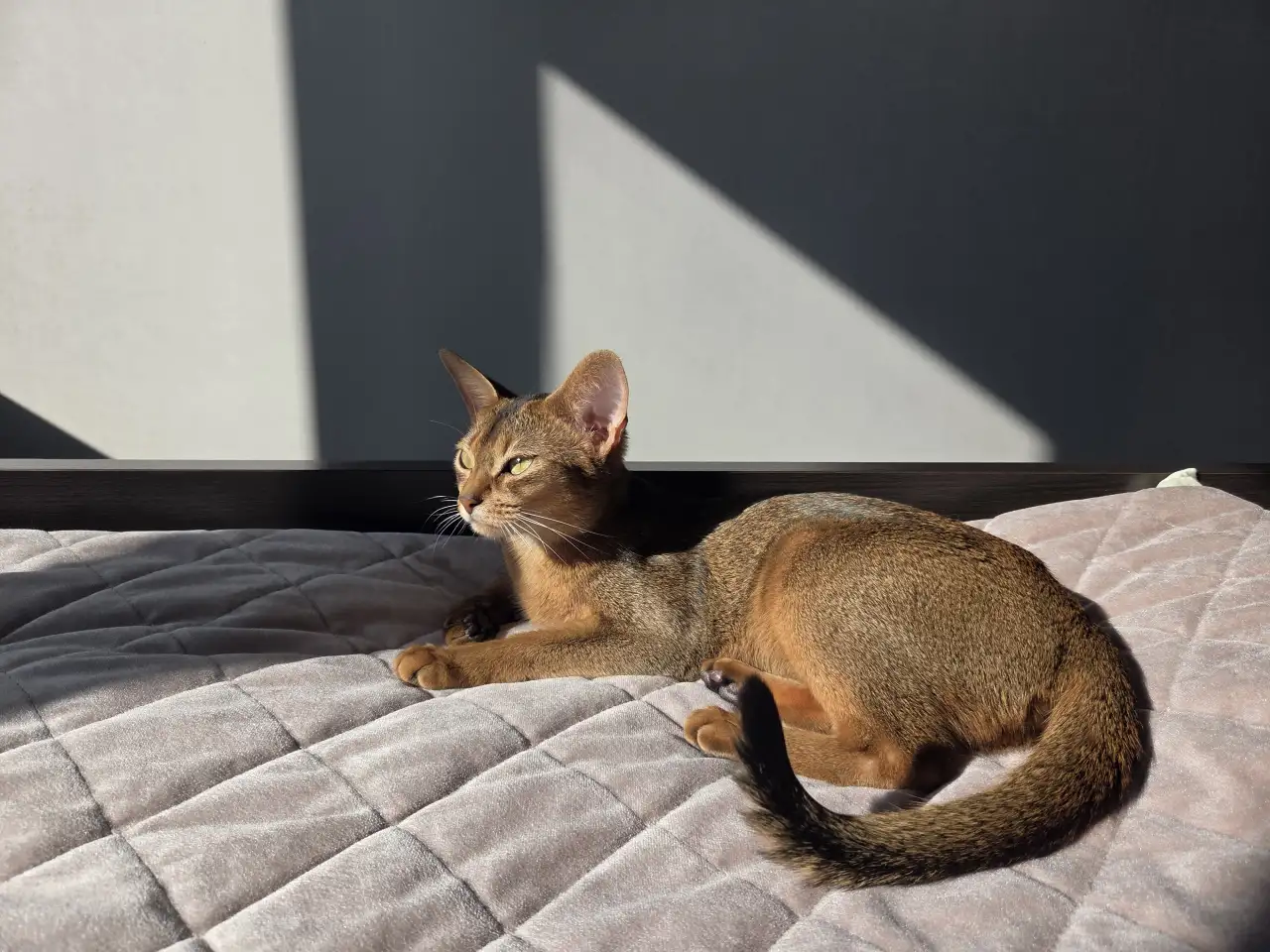 Абиссинский котенок с документами, фотография 6