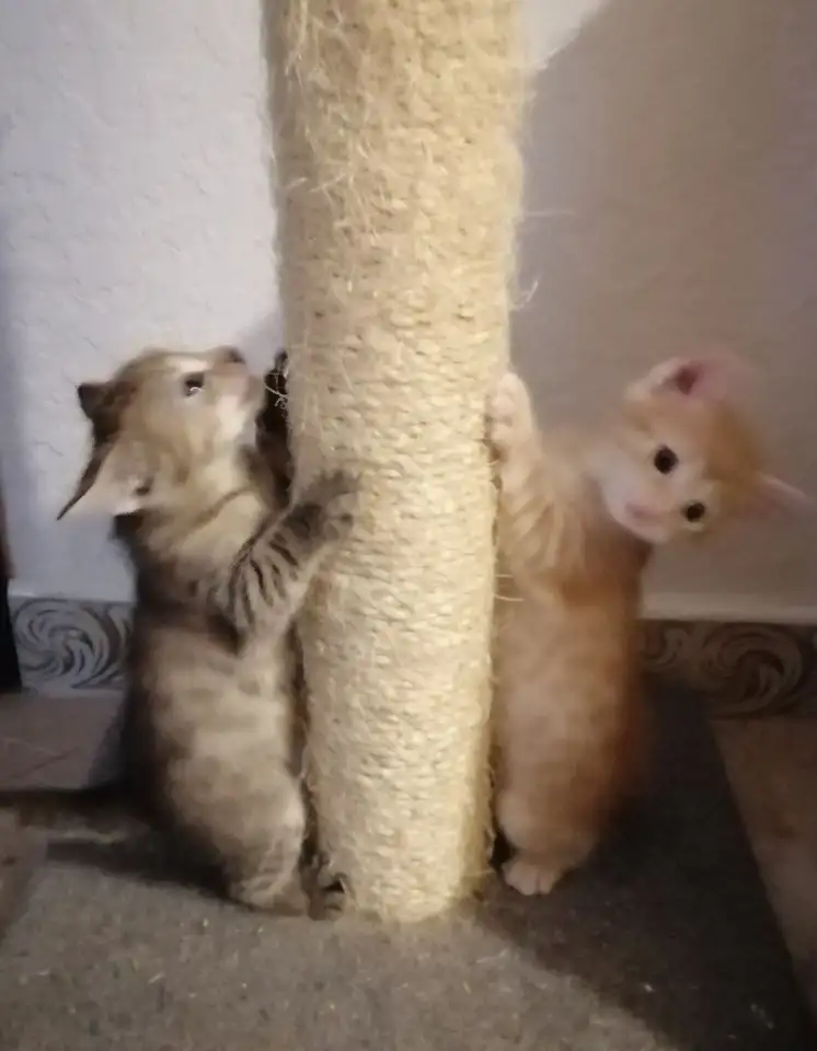 Дарю котят, фотография 1