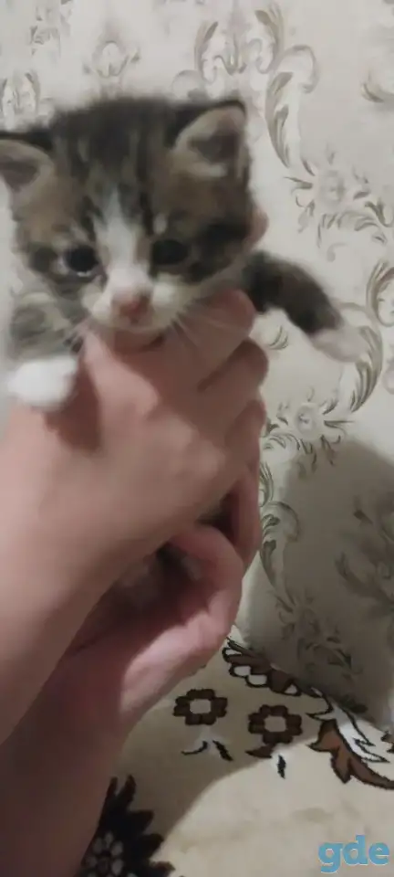 котята в хорошие руки, фотография 2