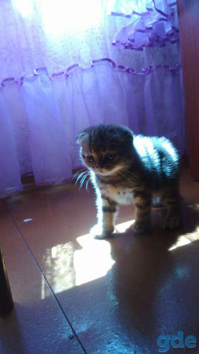 Шотландские котята(котёнок) скоттиш фолд+ ПОДАРОК!!!, фотография 3