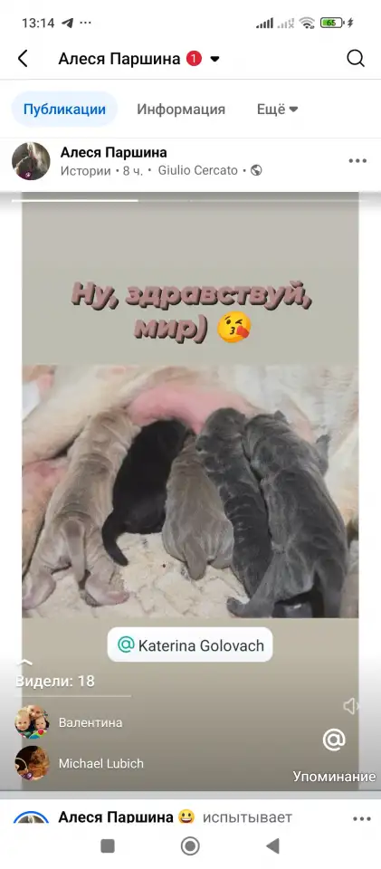 Для раннего резерва доступны щенки шарпея, фотография 1