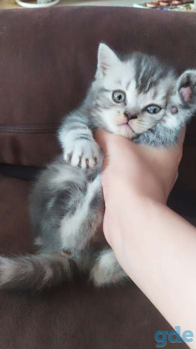 Шотландские котята, фотография 2