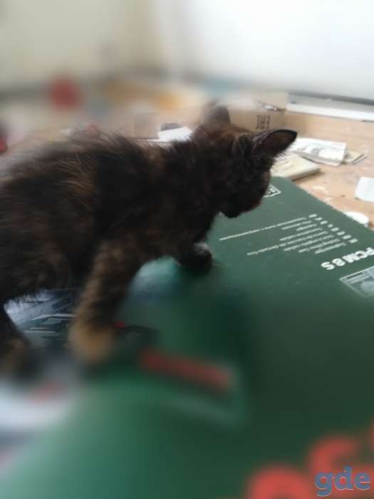 Милые котята ищут заботливого хозяина, фотография 5