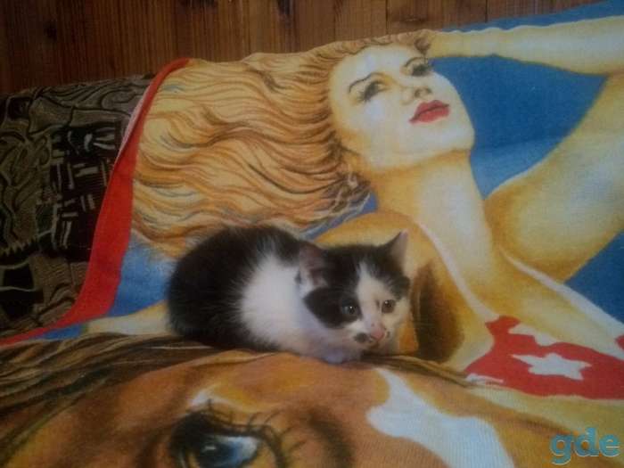 Котята в дар мальчишки, фотография 6