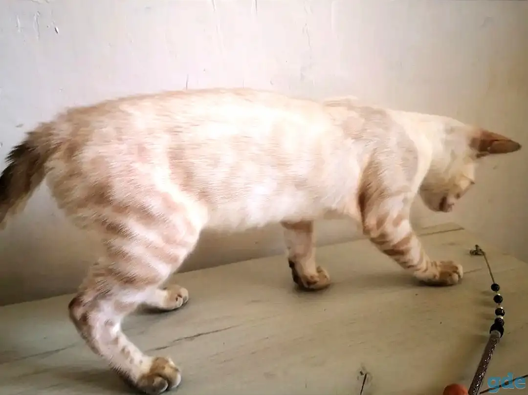Бенгальские котята, фотография 6