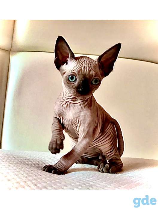 КАНАДСКИЙ СФИНКС кот приглашает на ВЯЗКУ кошечку, фотография 7
