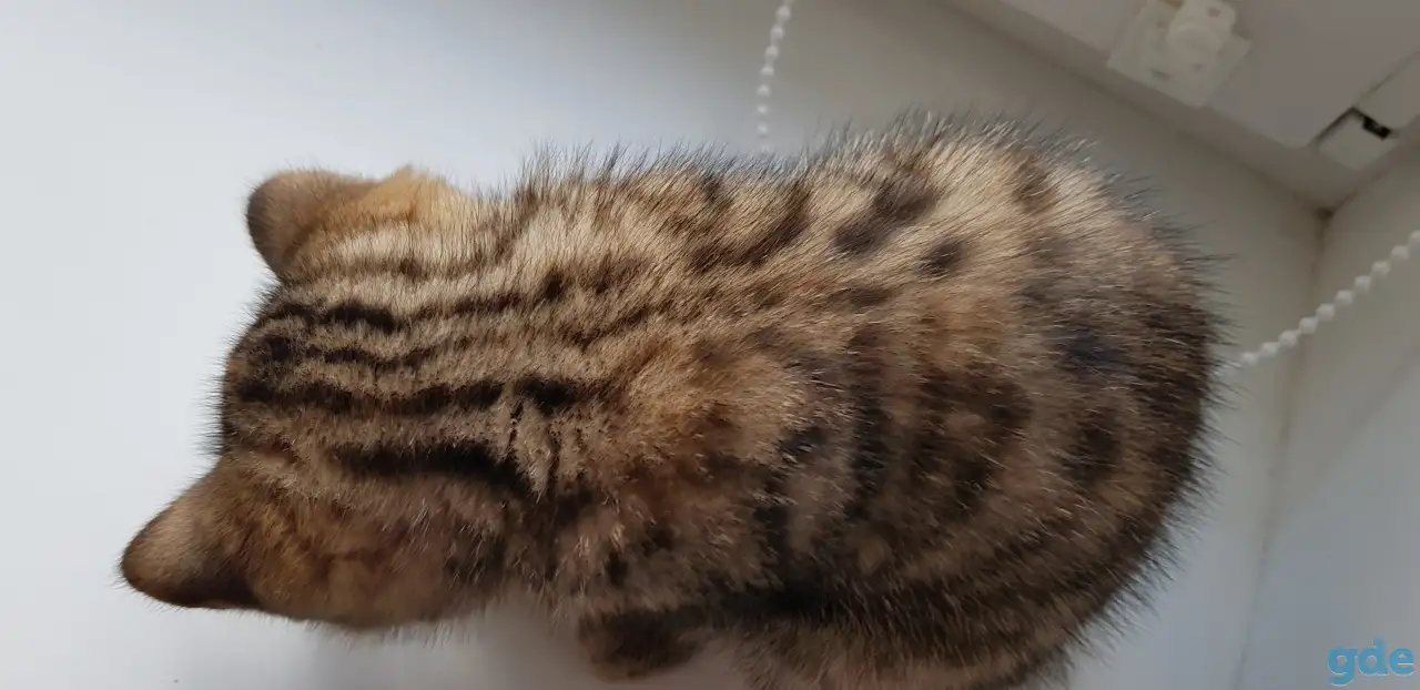 Котята шотландской короткошерстной, фотография 9