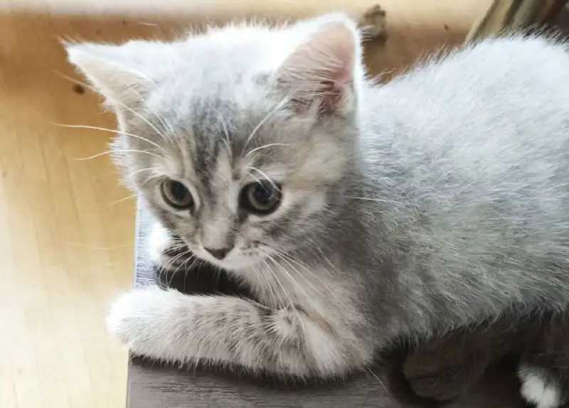 Котята Скоттиш-страйт, фотография 4