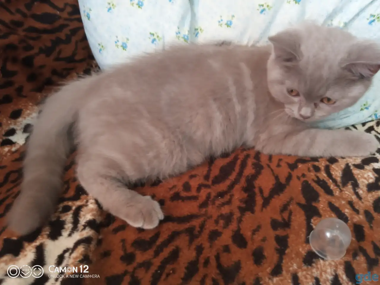 Котёнок, фотография 4
