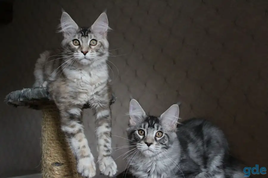 Котята мейн кун!, фотография 6
