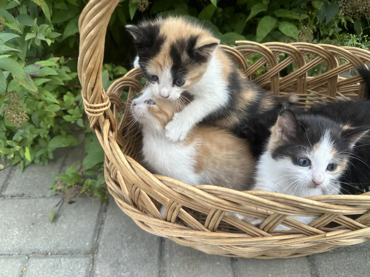 ОТДАДИМ КОТЯТ, фотография 6