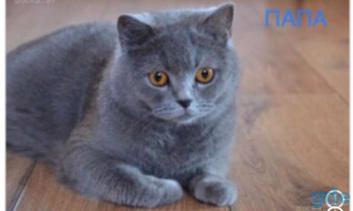 Шотландские котята, фотография 7