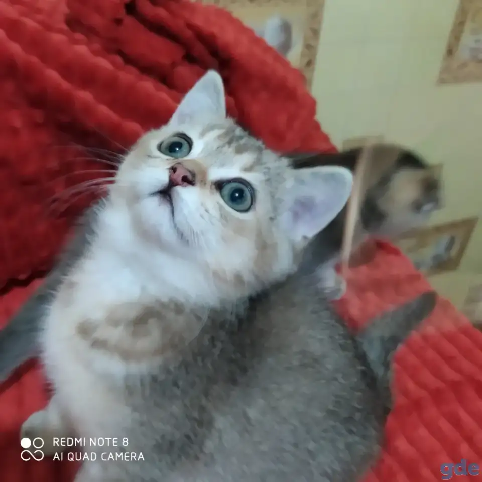 Шотландские котята золотая шиншилла. Договорная, фотография 6