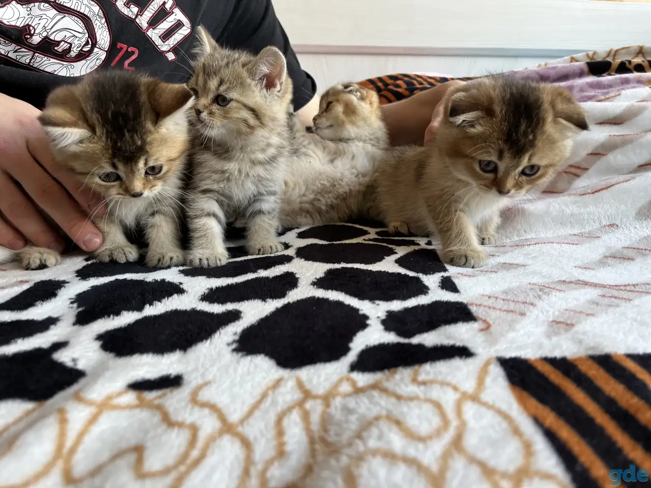 Котята Шотландские вислоухие, фотография 10