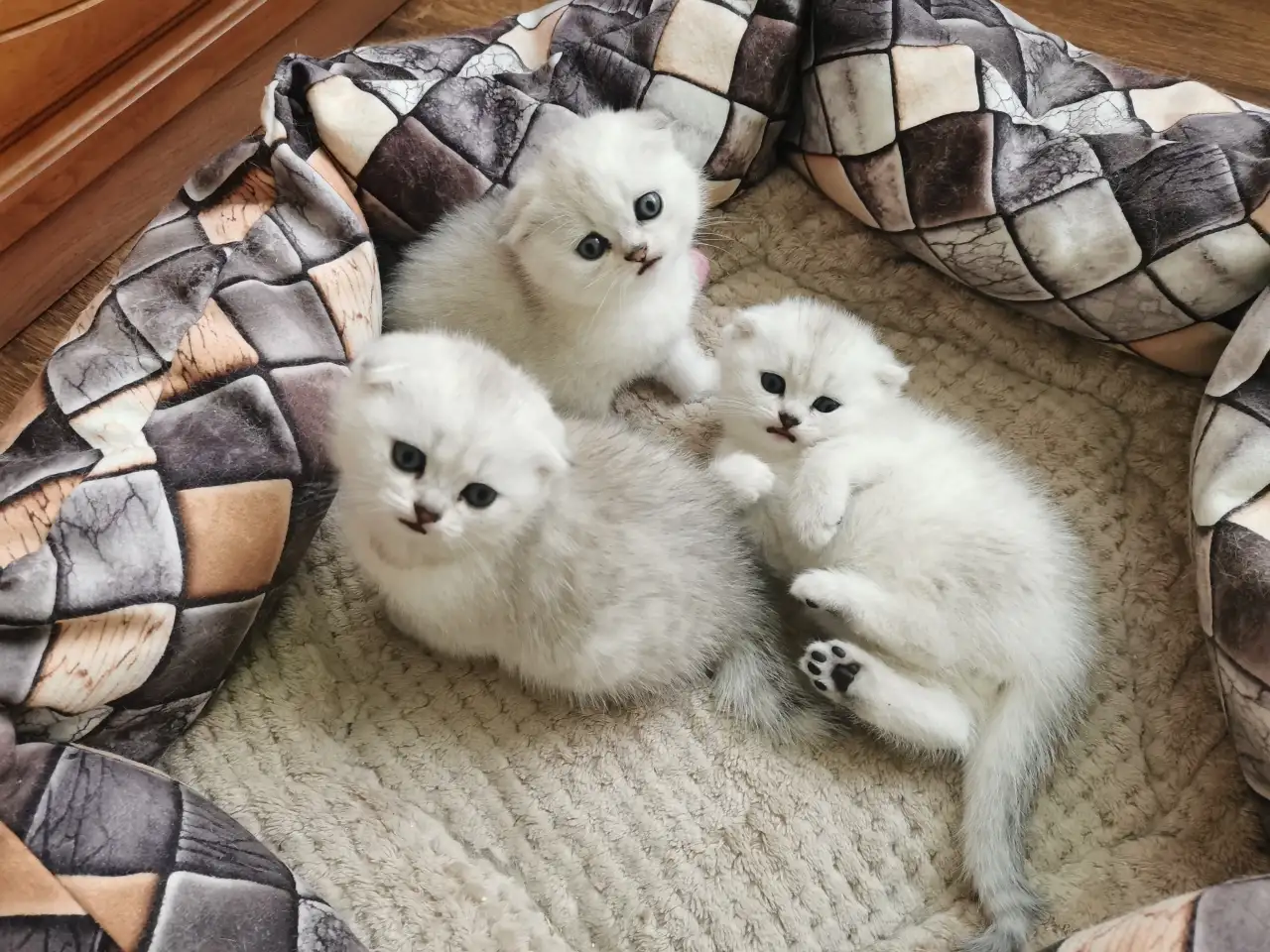 Продам котят, фотография 3
