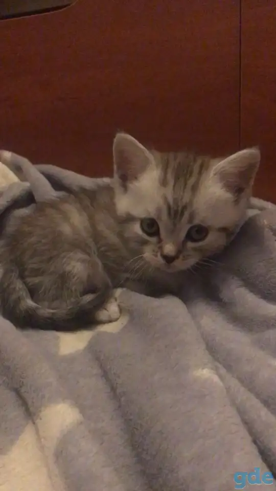 Котята шотландские, фотография 3