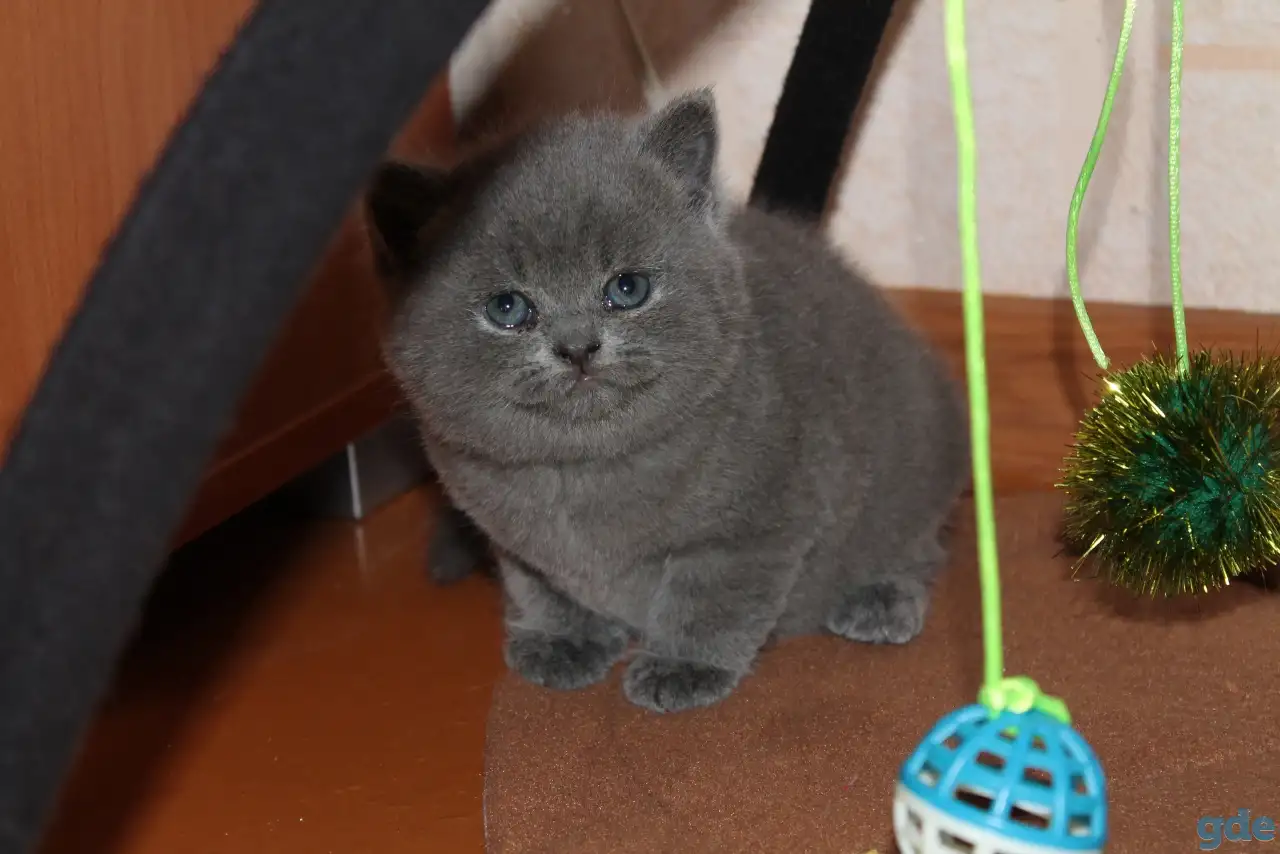 Британские котята, фотография 6