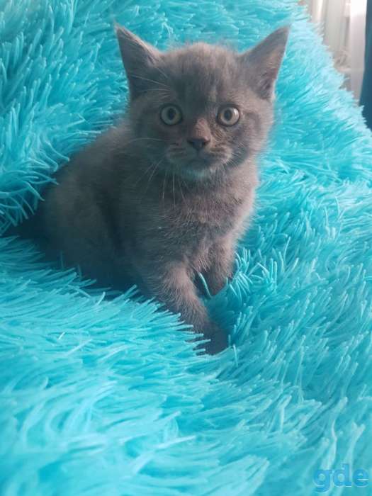 Котята от породистых родителей, фотография 3
