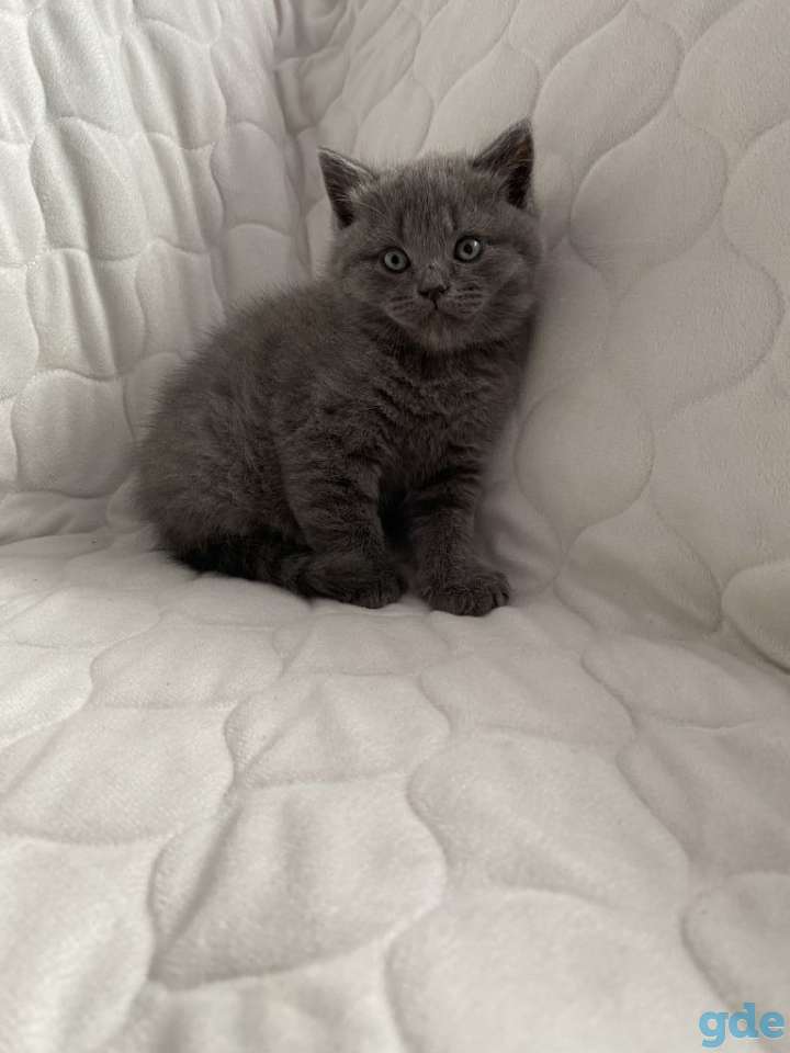 Британские котята, фотография 3